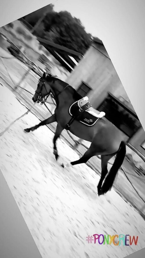 Ponette de sport NWR 6 ans, potentiel m20