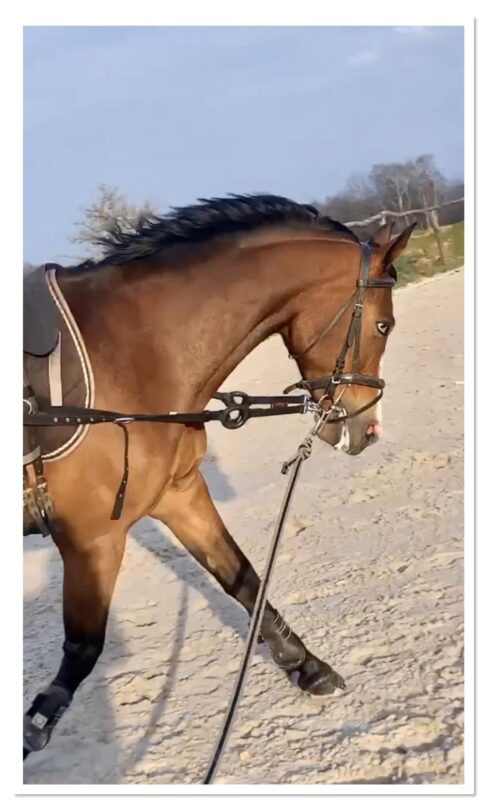 Ponette de sport NWR 6 ans, potentiel m20