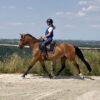 Ponette de sport NWR 6 ans, potentiel m20