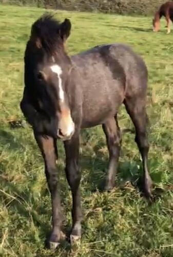 Poulain 2023 par Omano ( Cumano x Darco) x Corland / Heartbreaker